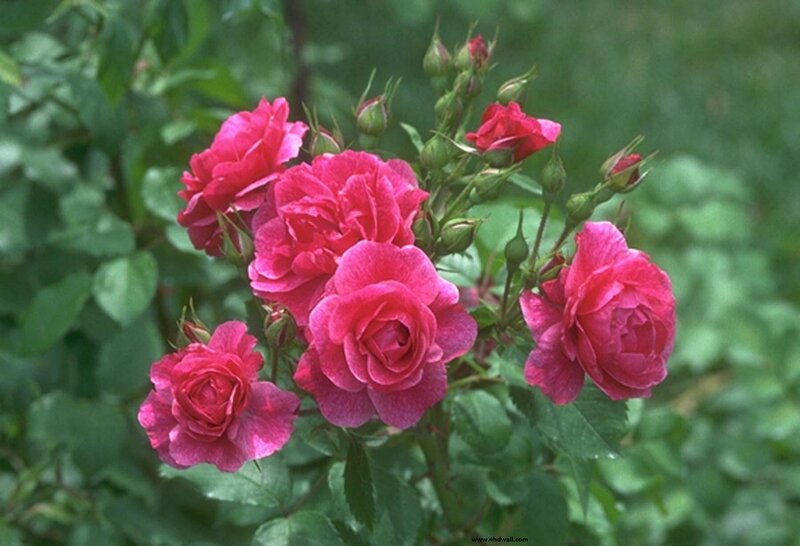 Pink Roses on Bush — Calm, Spring, Photograph, Buds, Leaves
