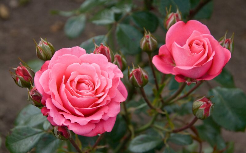 Pink Roses on Bush — Calm, Spring, Photograph, Buds