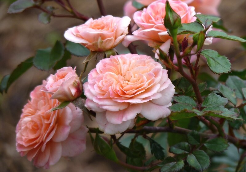 Pink Roses on Bush — Calm, Spring, Photograph, Flowers, Leaves, Buds