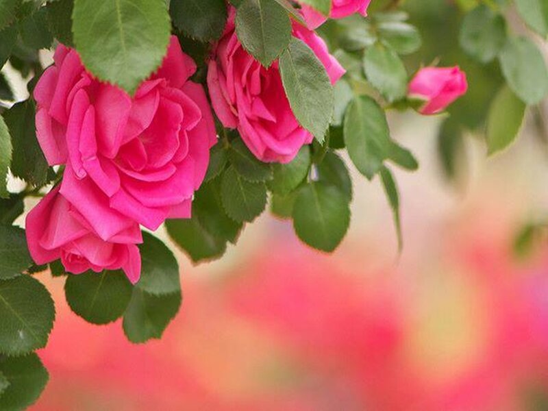 Pink Roses on Bush — Calm, Spring, Photograph, Green Leaves, Bloom