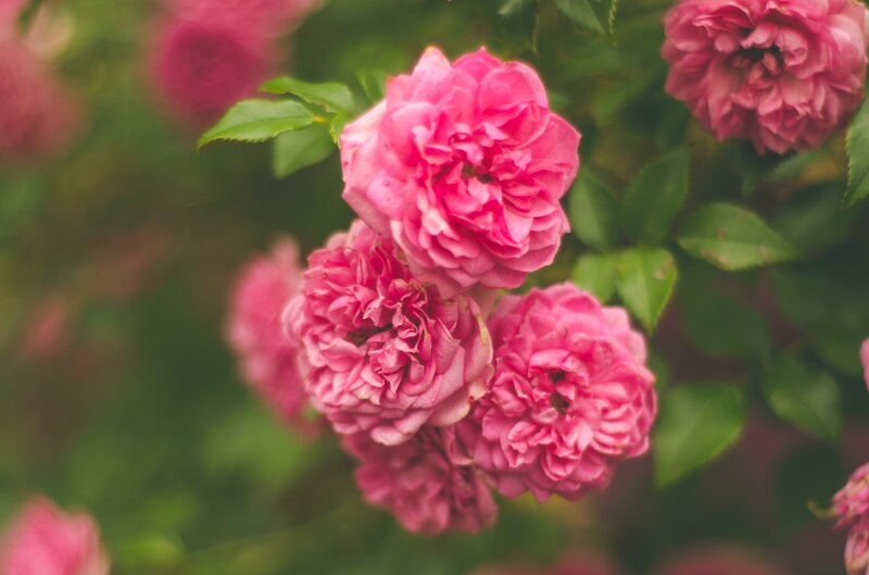Pink Roses on Bush — Calm, Spring, Photograph, Green Leaves, Green