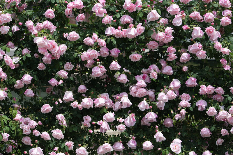 Pink Roses on Bush — Calm, Spring, Photograph, Green Leaves