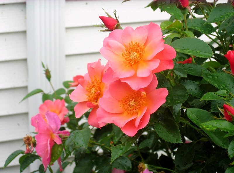 Pink Roses on Bush — Calm, Spring, Photograph, Green Leaves, White Wall