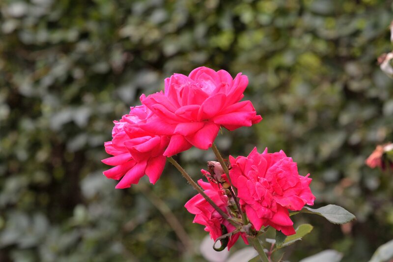 Pink Roses on Bush — Calm, Spring, Photograph, Leaves, Flower