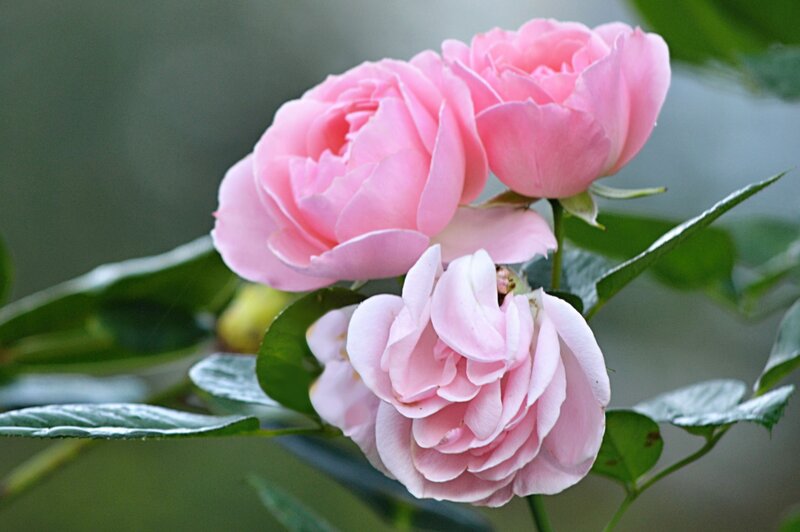Pink Roses on Bush — Calm, Spring, Photograph, Leaves