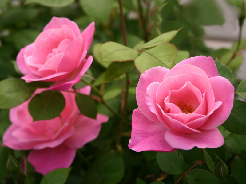 Pink Roses on Bush — Calm, Spring, Photograph