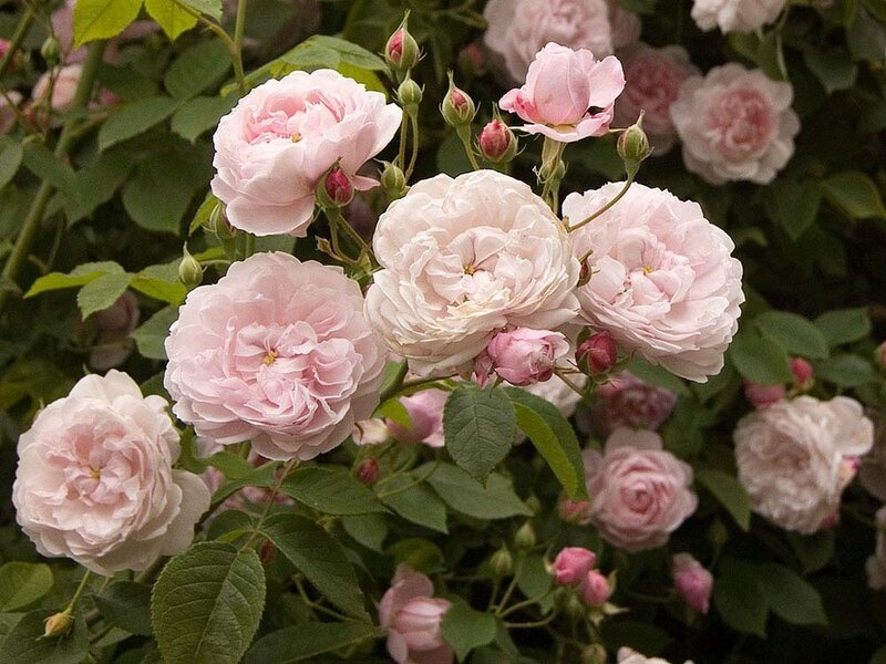 Pink Roses on Bush — Calm, Spring