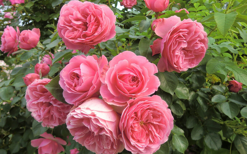 Pink Roses on Bush — Calm, Summer, Photograph