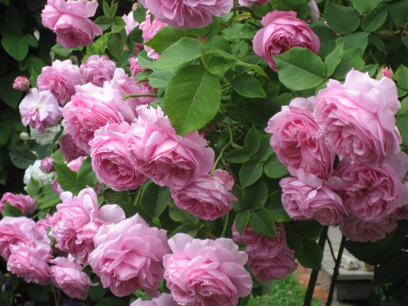 Pink Roses on Bush — Calm, Summer