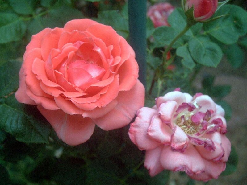 Pink Roses on Bush — Calm