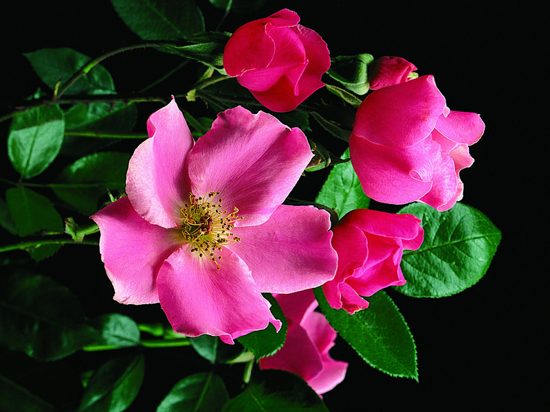 Pink Roses on Bush — Dramatic, Photograph