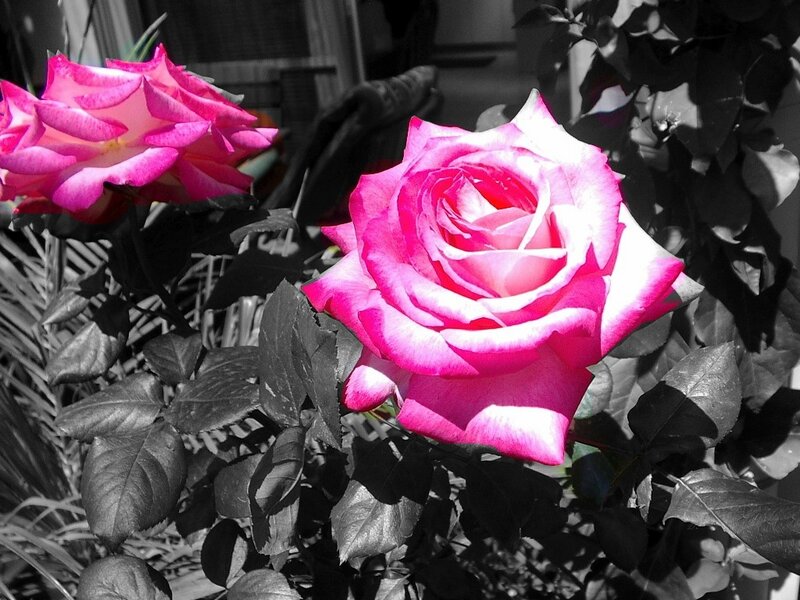 Pink Roses on Bush — Dramatic