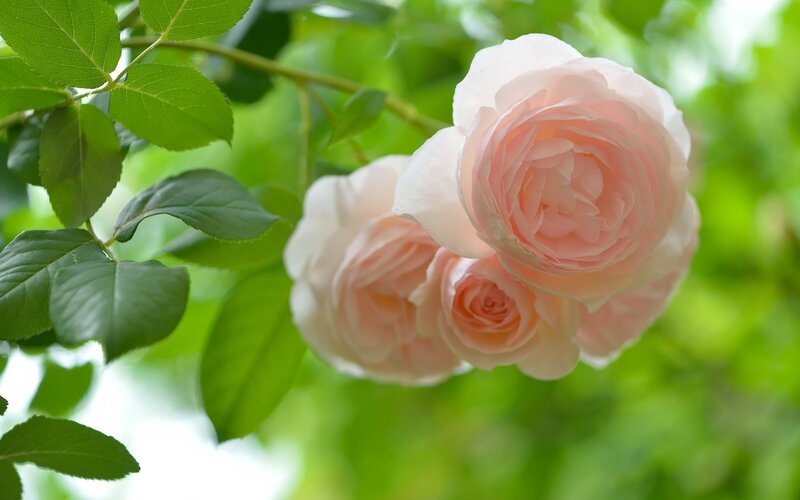 Pink Roses on Bush — Green