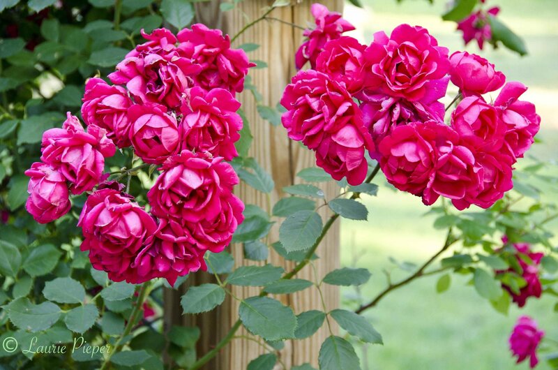 Pink Roses on Bush — Magenta