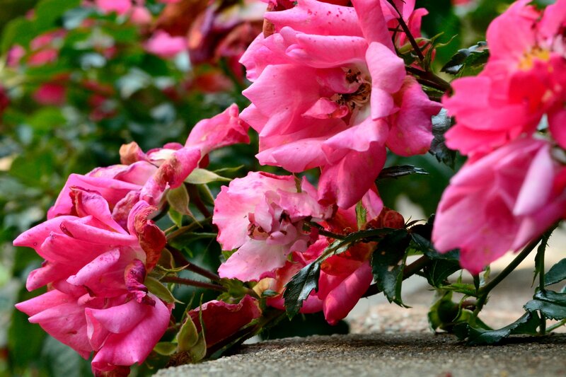 Pink Roses on Bush — Natural