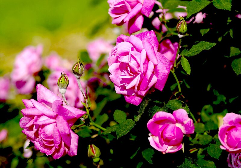 Pink Roses on Bush — Serene, Afternoon, Photograph, Buds, Leaves
