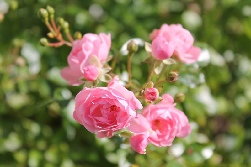 Pink Roses on Bush — Serene, Afternoon, Photograph, Buds