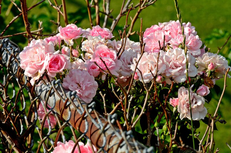 Pink Roses on Bush — Serene, Afternoon, Photograph, Fence