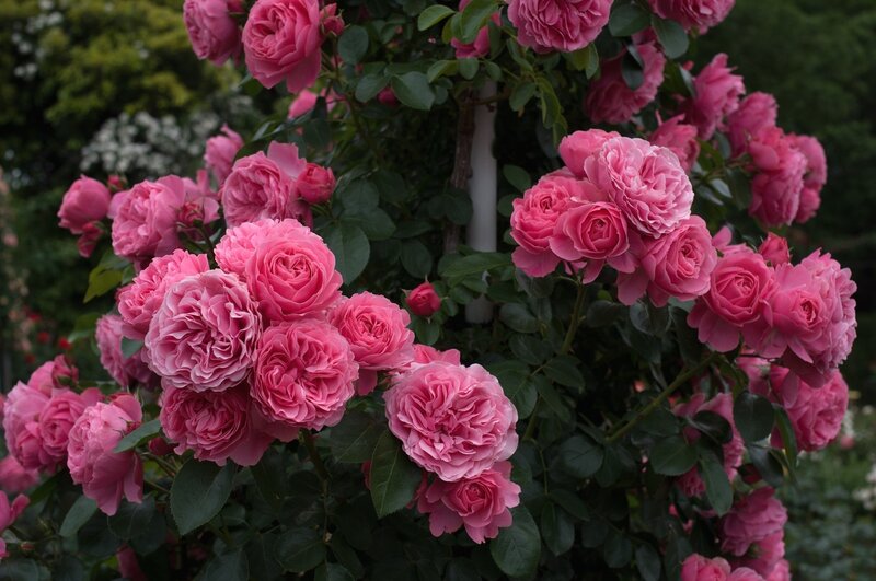 Pink Roses on Bush — Serene, Afternoon, Photograph, Flowers, Leaves