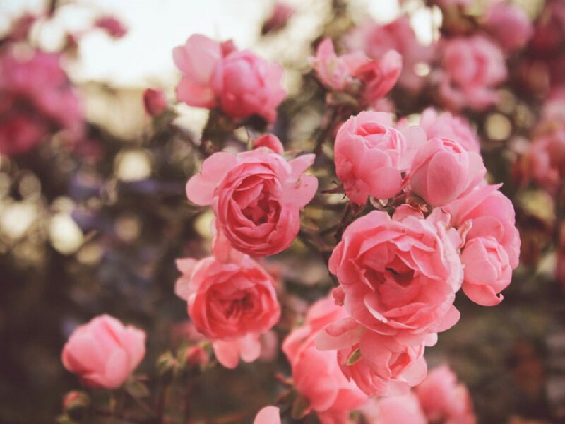 Pink Roses on Bush — Serene, Afternoon, Photograph, Flowers, Sunlight