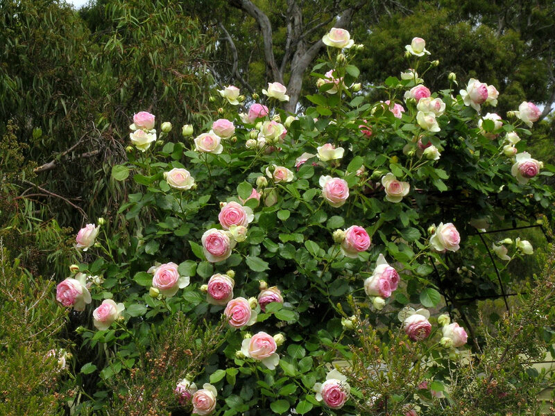 Pink Roses on Bush — Serene, Afternoon, Photograph, Flowers