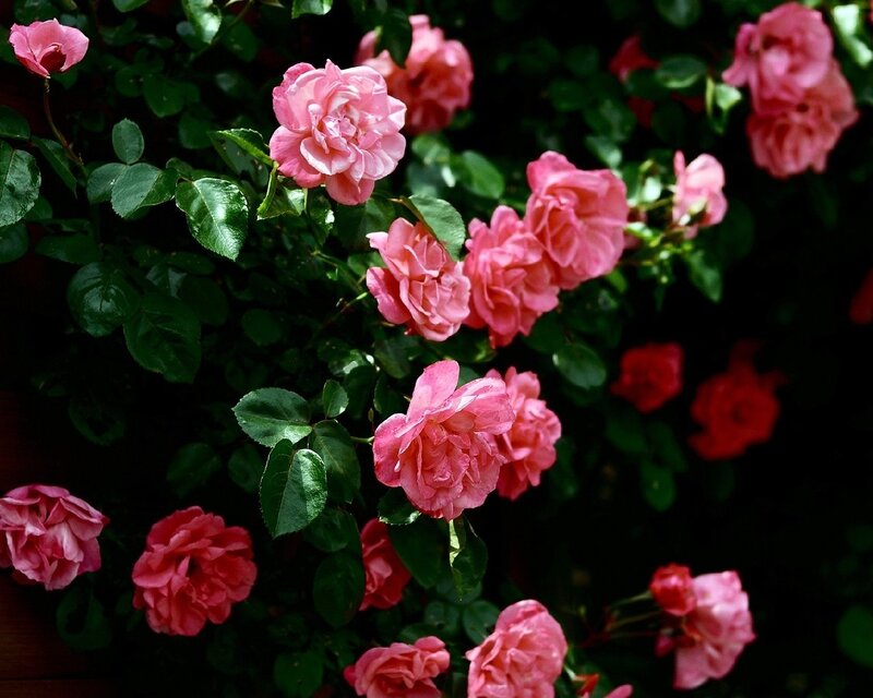 Pink Roses on Bush — Serene, Afternoon, Photograph, Green Leaves, Green