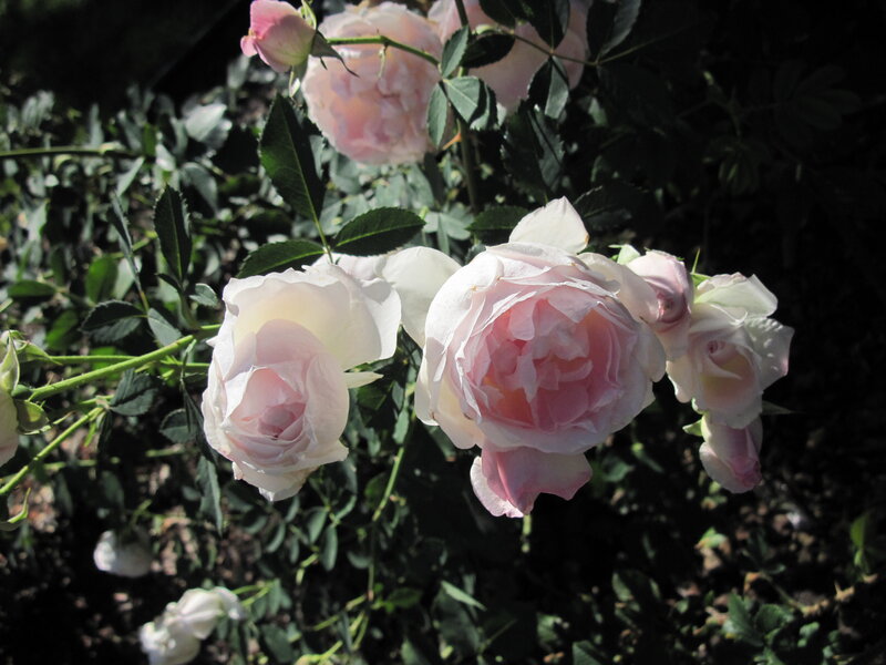 Pink Roses on Bush — Serene, Afternoon, Photograph, Green Leaves, Sunlight