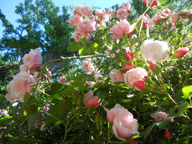 Pink Roses on Bush — Serene, Afternoon, Photograph, Green Leaves, Tree
