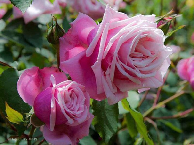 Pink Roses on Bush — Serene, Afternoon, Photograph, Leaves, Bud