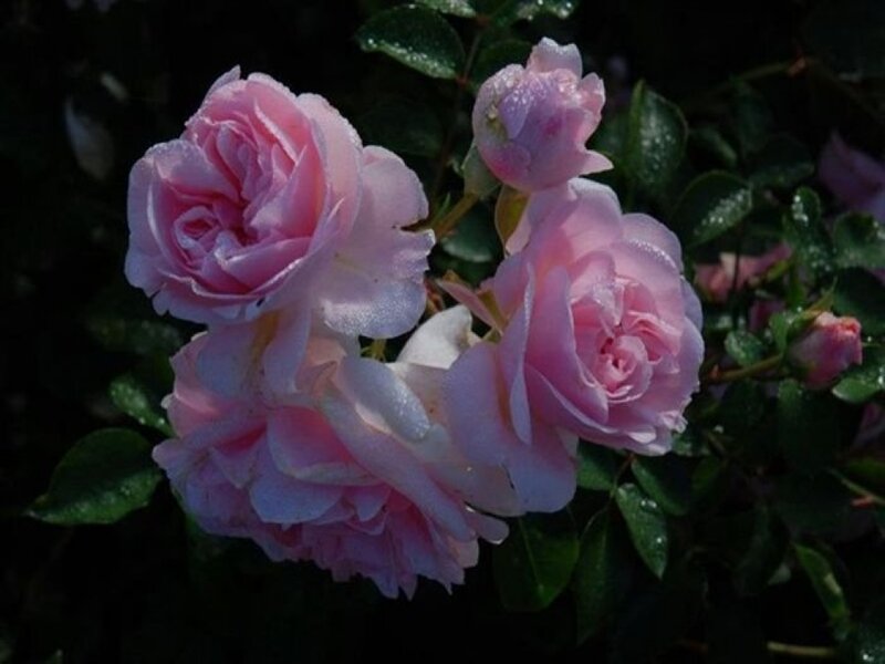 Pink Roses on Bush — Serene, Afternoon, Photograph, Leaves, Buds