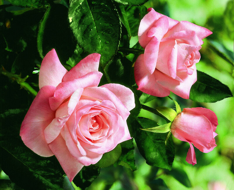 Pink Roses on Bush — Serene, Afternoon, Photograph, Leaves