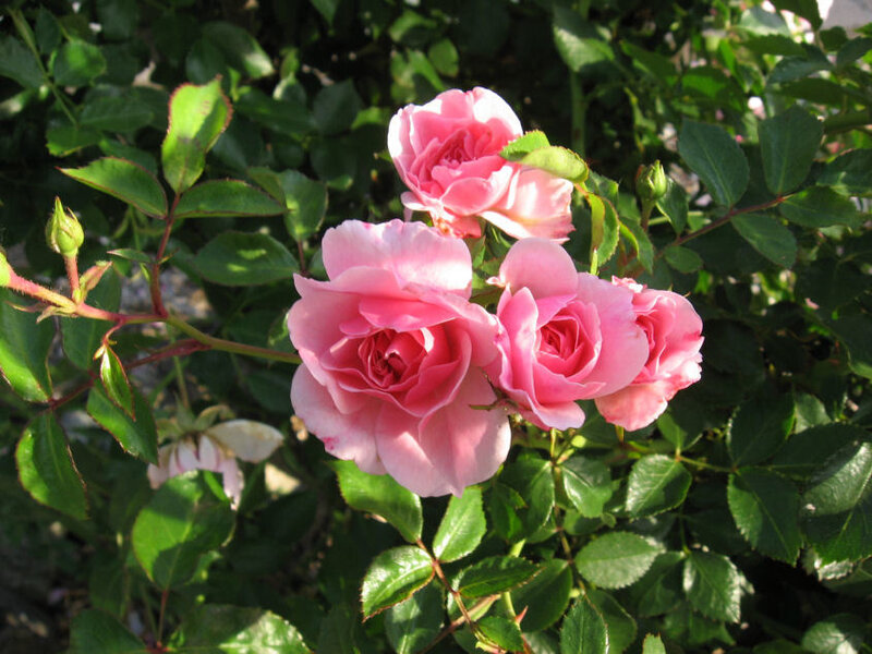 Pink Roses on Bush — Serene, Afternoon