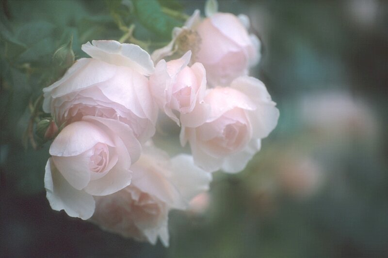 Pink Roses on Bush — Serene, Photograph