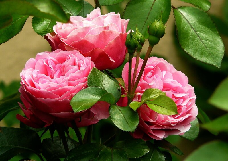 Pink Roses on Bush — Serene, Spring, Photograph, Buds