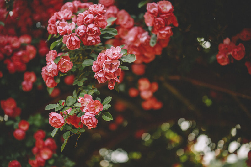 Pink Roses on Bush — Serene, Spring, Photograph, Flowers, Leaves