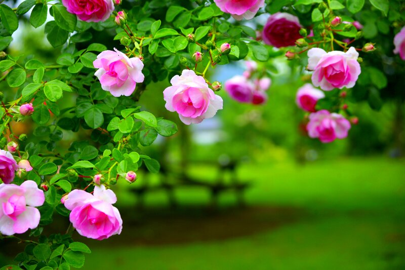 Pink Roses on Bush — Serene, Spring, Photograph, Green Leaves
