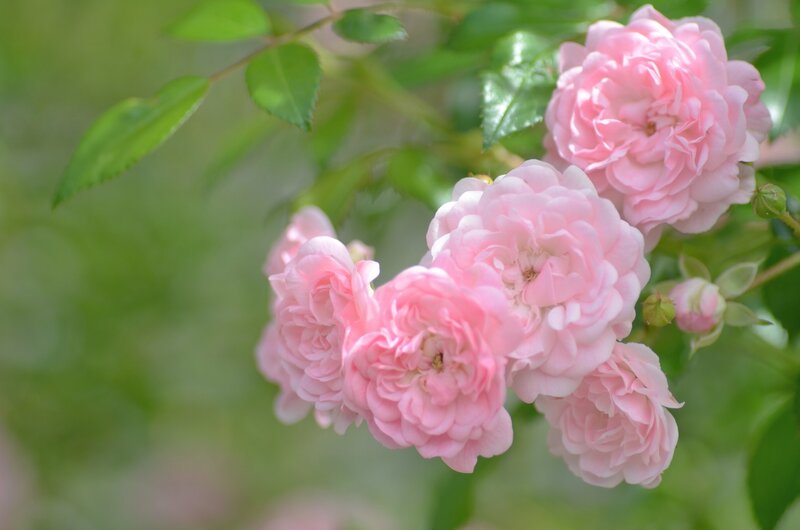 Pink Roses on Bush — Serene, Spring, Photograph