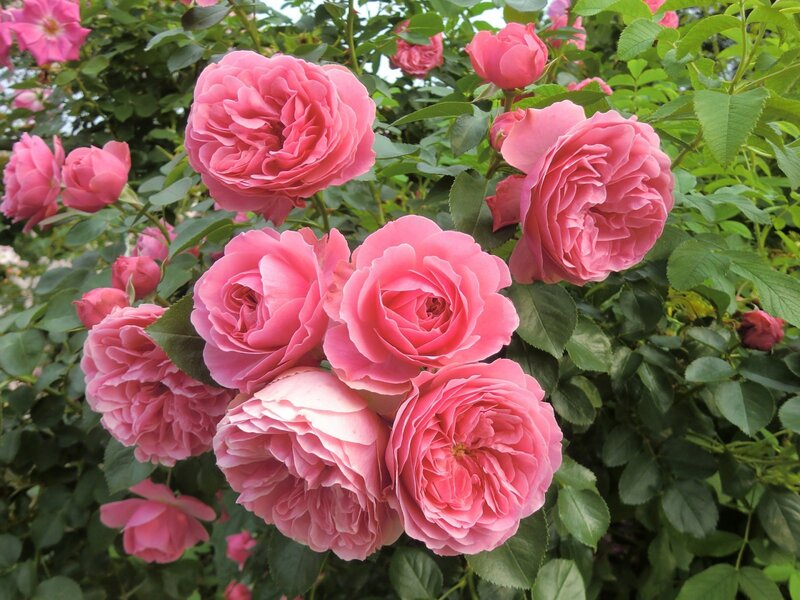 Pink Roses on Bush — Serene, Summer, Photograph, Flowers