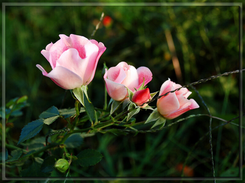 Pink Roses on Bush — Serene, Sunset, Photograph