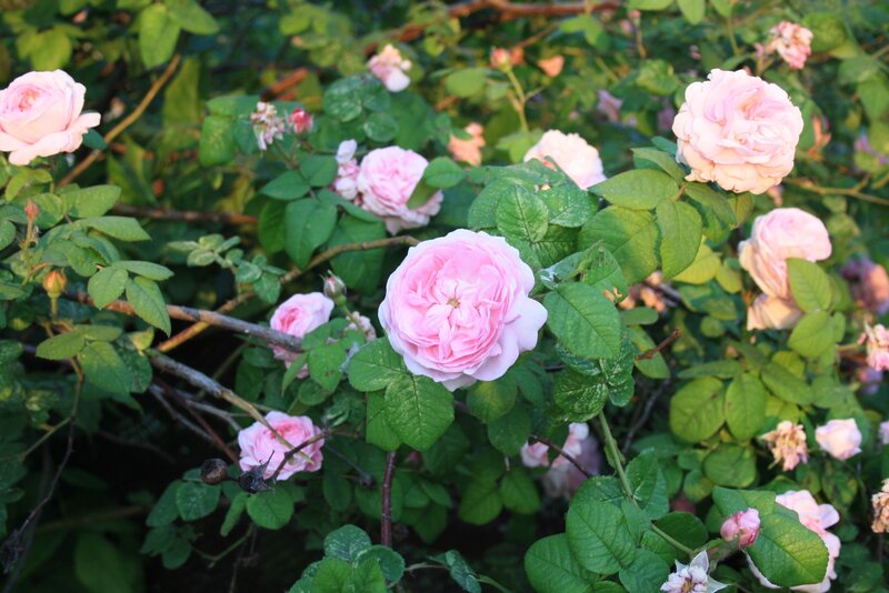 Pink Roses on Bush — Serene, Sunset