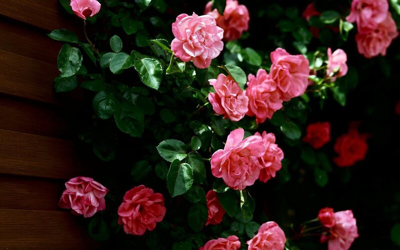 Pink Roses on Bush — Serene