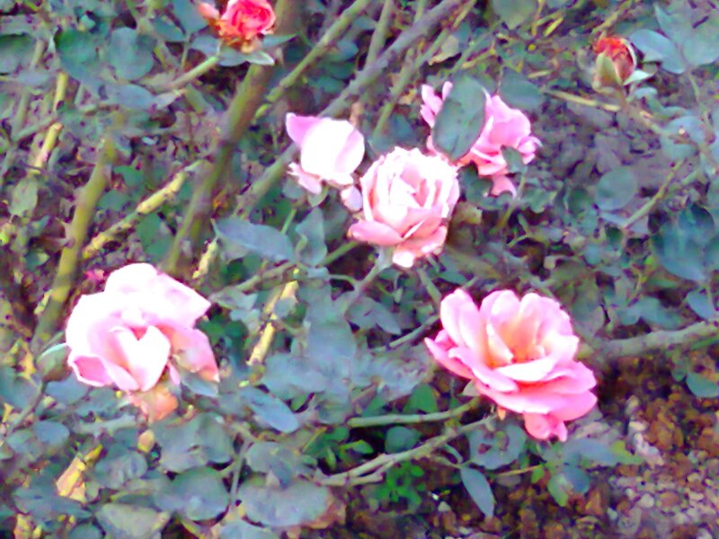 Pink Roses on Bush