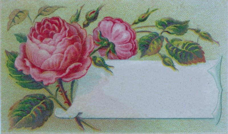 Pink Roses on Card