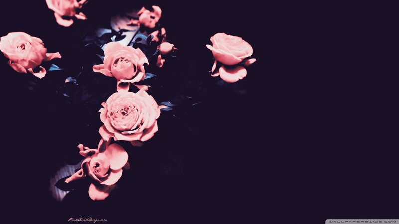 Pink Roses on Dark Background — Black