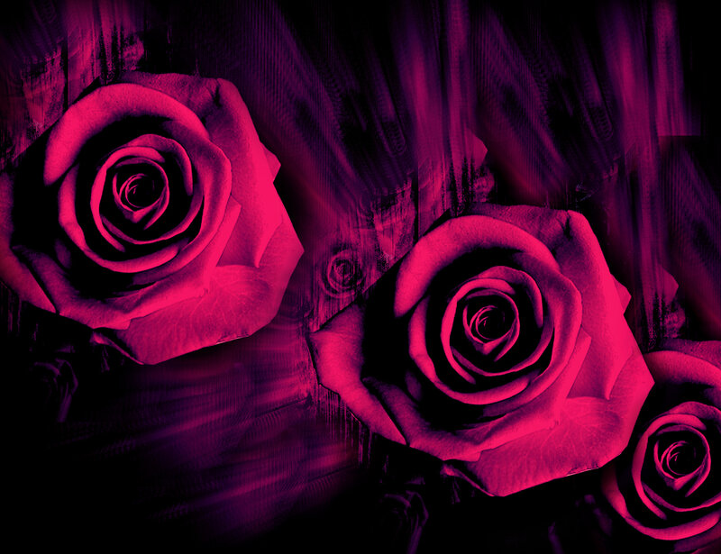 Pink Roses on Dark Background — Magenta