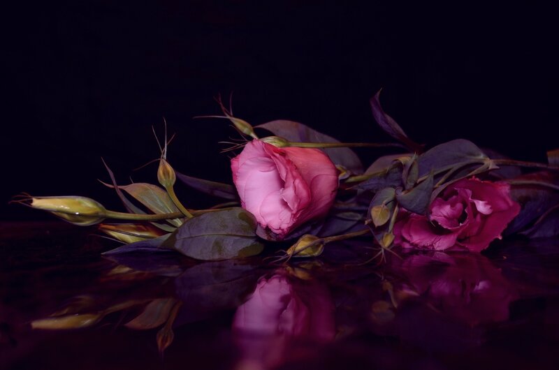 Pink Roses on Dark Surface