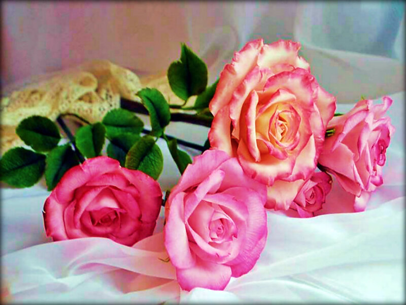 Pink Roses on Fabric — Calm, Photograph