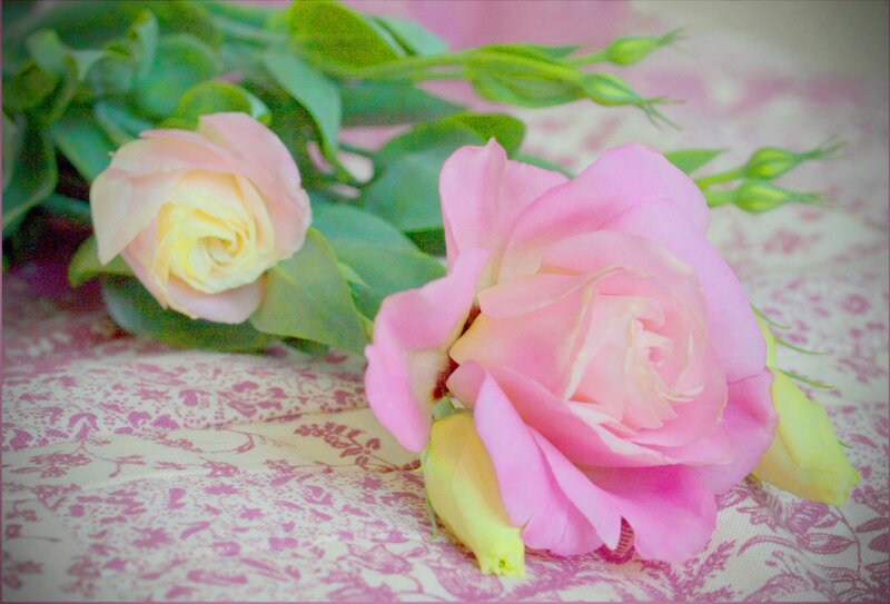 Pink Roses on Fabric — Calm