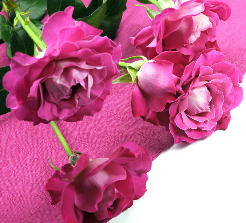 Pink Roses on Fabric — Magenta