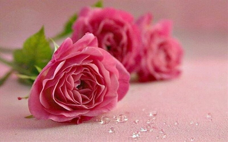 Pink Roses on Fabric — Serene